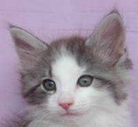 GOBI MONTEGANCEDO Gatos Bosques de Noruega www.montegancedo.com