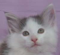 MOJAVE MONTEGANCEDO Gatos Bosques de Noruega www.montegancedo.com