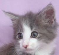 NAMIB MONTEGANCEDO Gatos Bosques de Noruega www.montegancedo.com