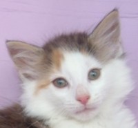 SAHARA MONTEGANCEDO Gatos Bosques de Noruega www.montegancedo.com