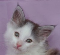 SONORA MONTEGANCEDO Gatos Bosques de Noruega www.montegancedo.com