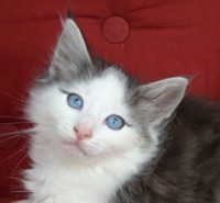 ARIES MONTEGANCEDO Gatos Bosques de Noruega www.montegancedo.com