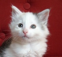 CASIOPEA MONTEGANCEDO Gatos Bosques de Noruega www.montegancedo.com