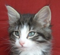 GALAXIA MONTEGANCEDO Gatos Bosques de Noruega www.montegancedo.com