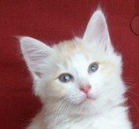 SIRIO MONTEGANCEDO Gatos Bosques de Noruega www.montegancedo.com