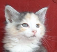 VENUS MONTEGANCEDO Gatos Bosques de Noruega www.montegancedo.com