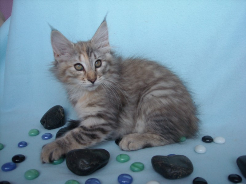 AVALANCHE MONTEGANCEDO