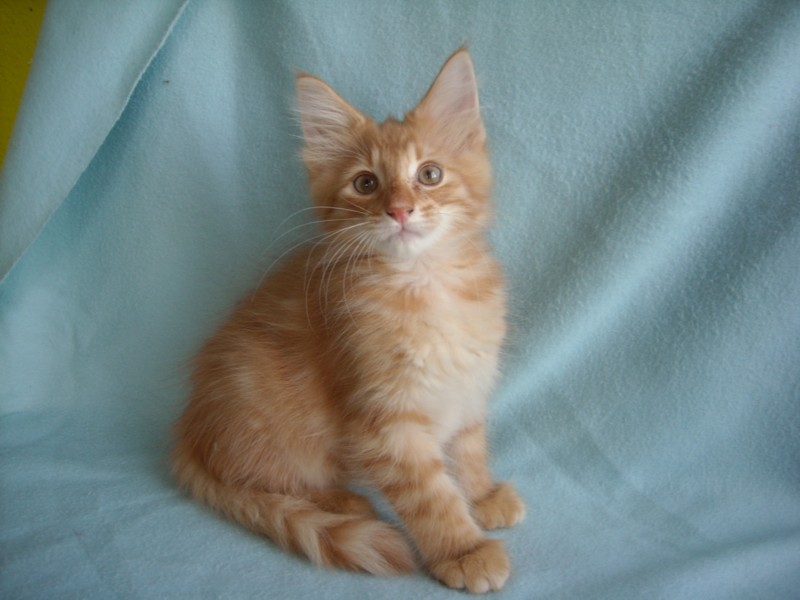 TSUNAMI MONTEGANCEDO