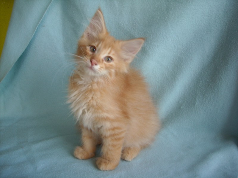 WILDFIRE MONTEGANCEDO