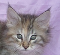 AVALANCHE MONTEGANCEDO Gatos Bosques de Noruega www.montegancedo.com