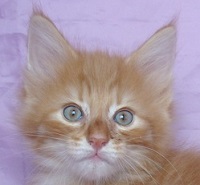 TSUNAMI MONTEGANCEDO Gatos Bosques de Noruega www.montegancedo.com