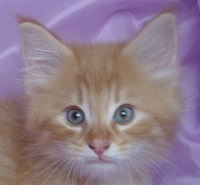 WILDFIRE MONTEGANCEDO Gatos Bosques de Noruega www.montegancedo.com