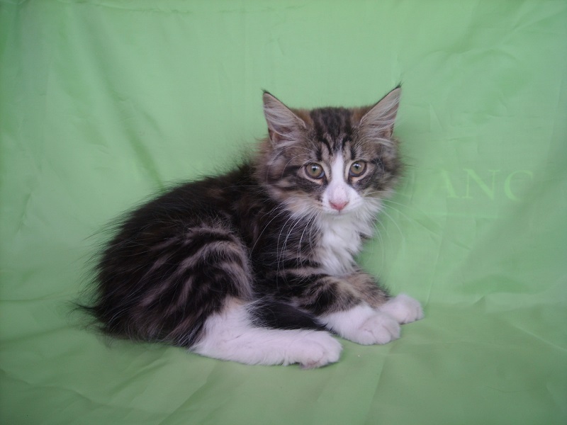 MIRACLE MONTEGANCEDO