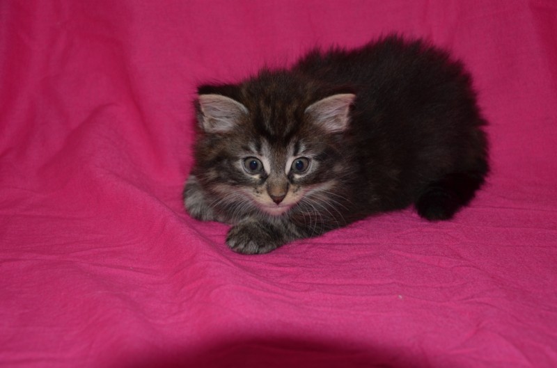 MYSTERY MONTEGANCEDO