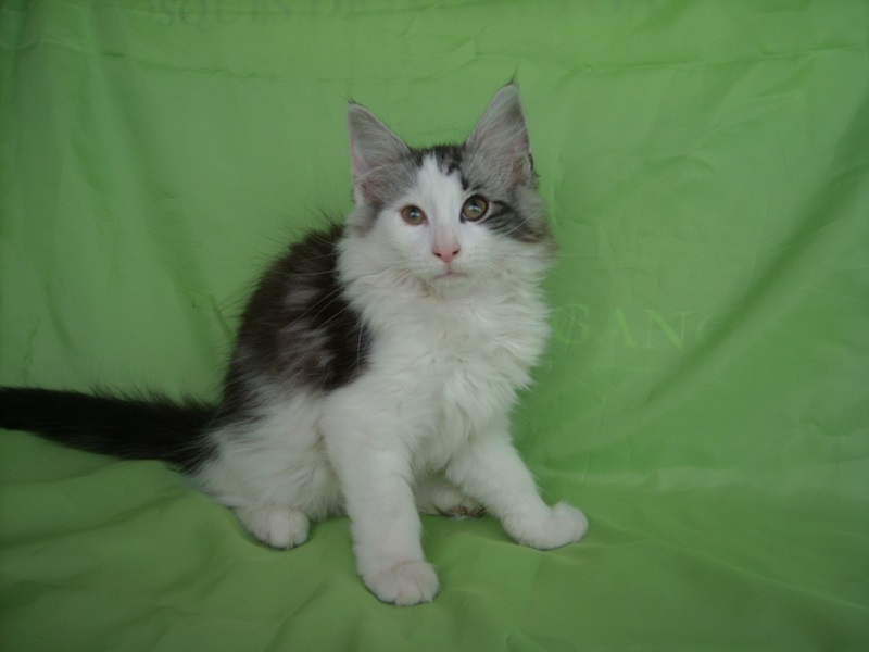 PRODIGY MONTEGANCEDO