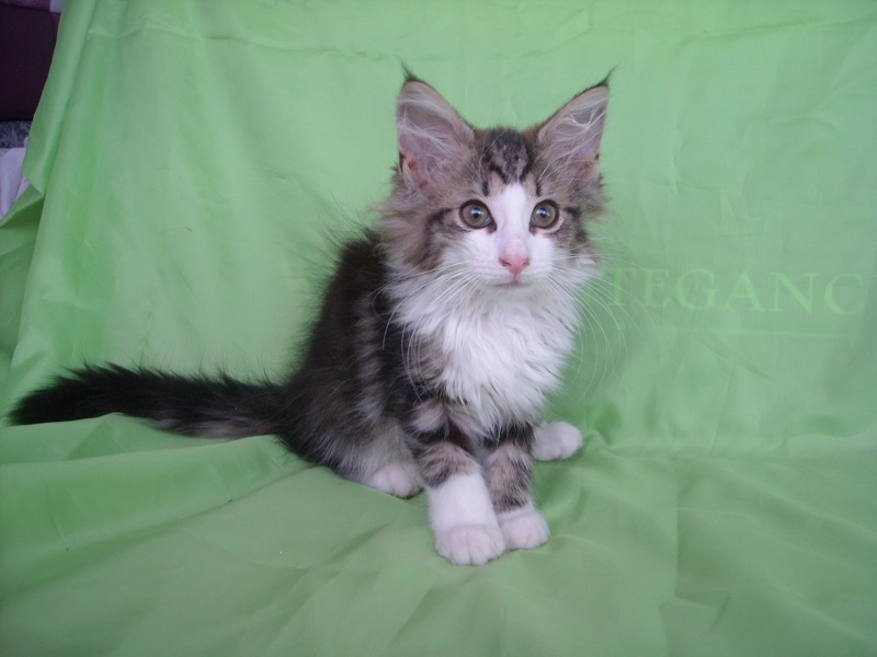 SURPRISE MONTEGANCEDO