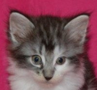 ENIGMA MONTEGANCEDO Gatos Bosques de Noruega www.montegancedo.com