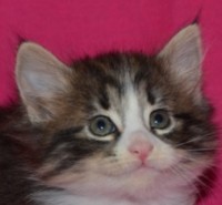 MIRACLE MONTEGANCEDO Gatos Bosques de Noruega www.montegancedo.com