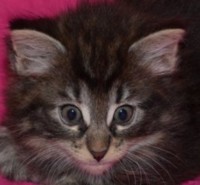 MYSTERY MONTEGANCEDO Gatos Bosques de Noruega www.montegancedo.com