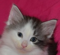 PRODIGY MONTEGANCEDO Gatos Bosques de Noruega www.montegancedo.com