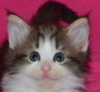 SURPRISE MONTEGANCEDO Gatos Bosques de Noruega www.montegancedo.com