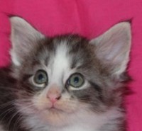 WONDER MONTEGANCEDO Gatos Bosques de Noruega www.montegancedo.com