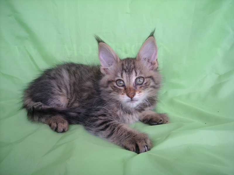 LIVANTO MONTEGANCEDO