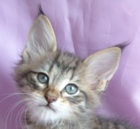 LIVANTO MONTEGANCEDO Gatos Bosques de Noruega www.montegancedo.com