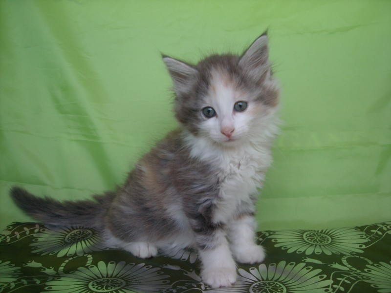 LATHGERTHA MONTEGANCEDO