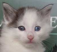 FLOKI MONTEGANCEDO Gatos Bosques de Noruega www.montegancedo.com