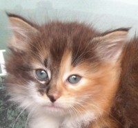 HELGA MONTEGANCEDO Gatos Bosques de Noruega www.montegancedo.com