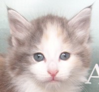 LATHGERTHA MONTEGANCEDO Gatos Bosques de Noruega www.montegancedo.com