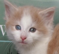 RAGNAR MONTEGANCEDO Gatos Bosques de Noruega www.montegancedo.com