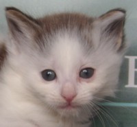 ROLLO MONTEGANCEDO Gatos Bosques de Noruega www.montegancedo.com