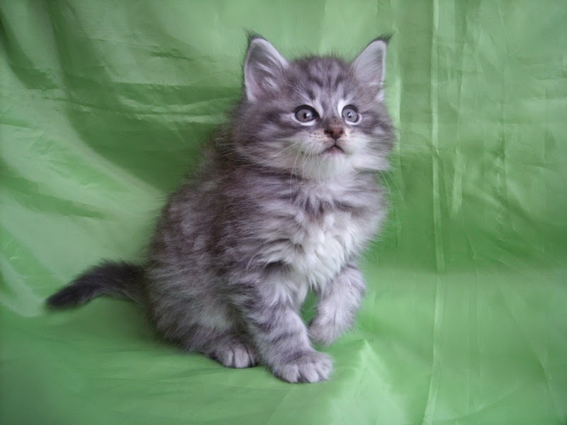 SILVERISSIMO MONTEGANCEDO