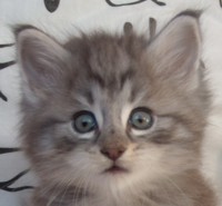 SILVERISSIMO MONTEGANCEDO Gatos Bosques de Noruega www.montegancedo.com