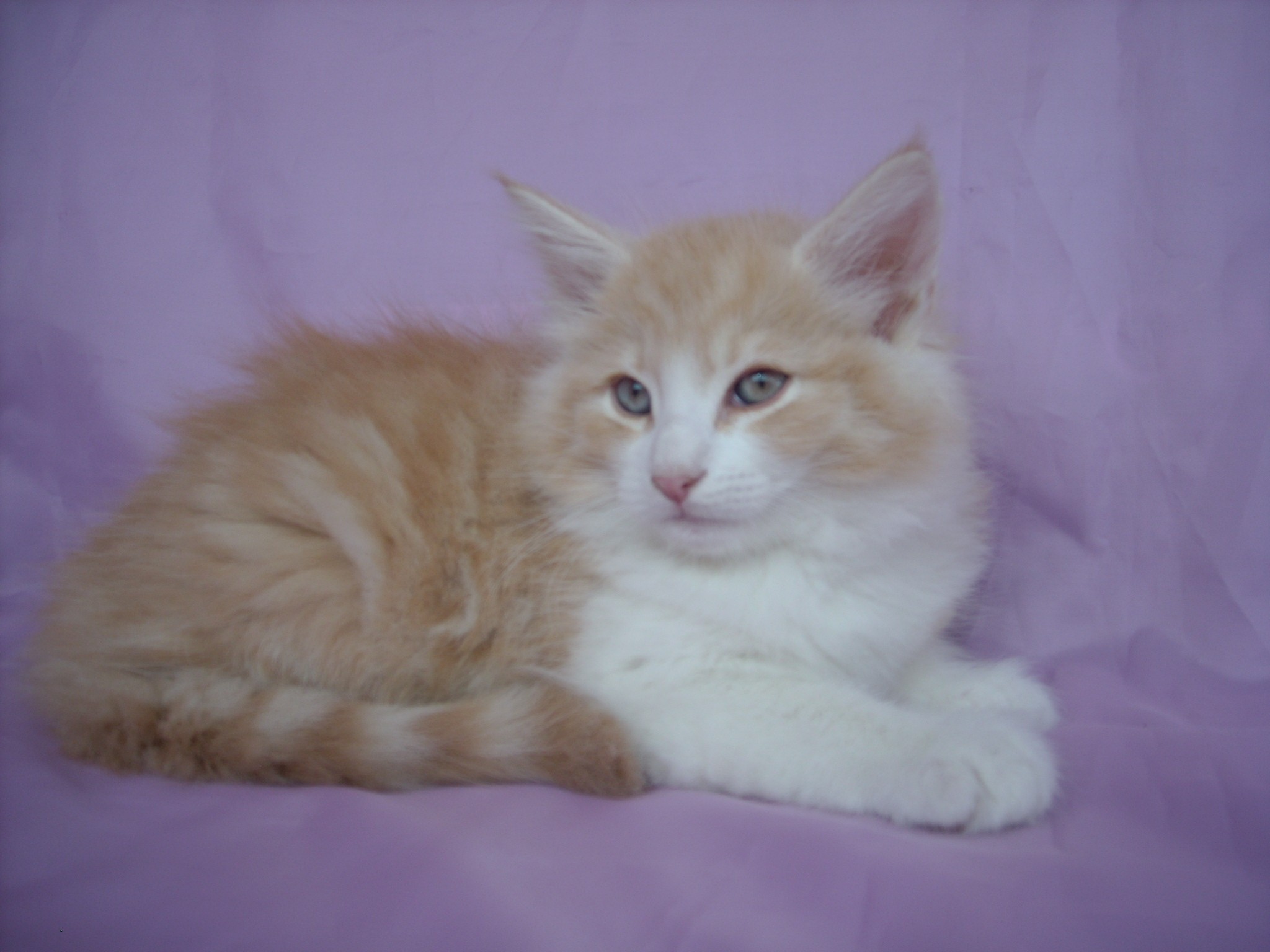 GARFIELD MONTEGANCEDO