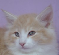 GARFIELD MONTEGANCEDO Gatos Bosques de Noruega www.montegancedo.com