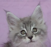 BURGER MONTEGANCEDO Gatos Bosques de Noruega www.montegancedo.com