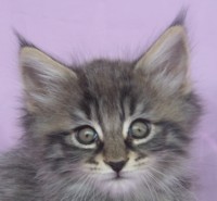 PIZZA MONTEGANCEDO Gatos Bosques de Noruega www.montegancedo.com