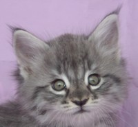 SUSHI MONTEGANCEDO Gatos Bosques de Noruega www.montegancedo.com