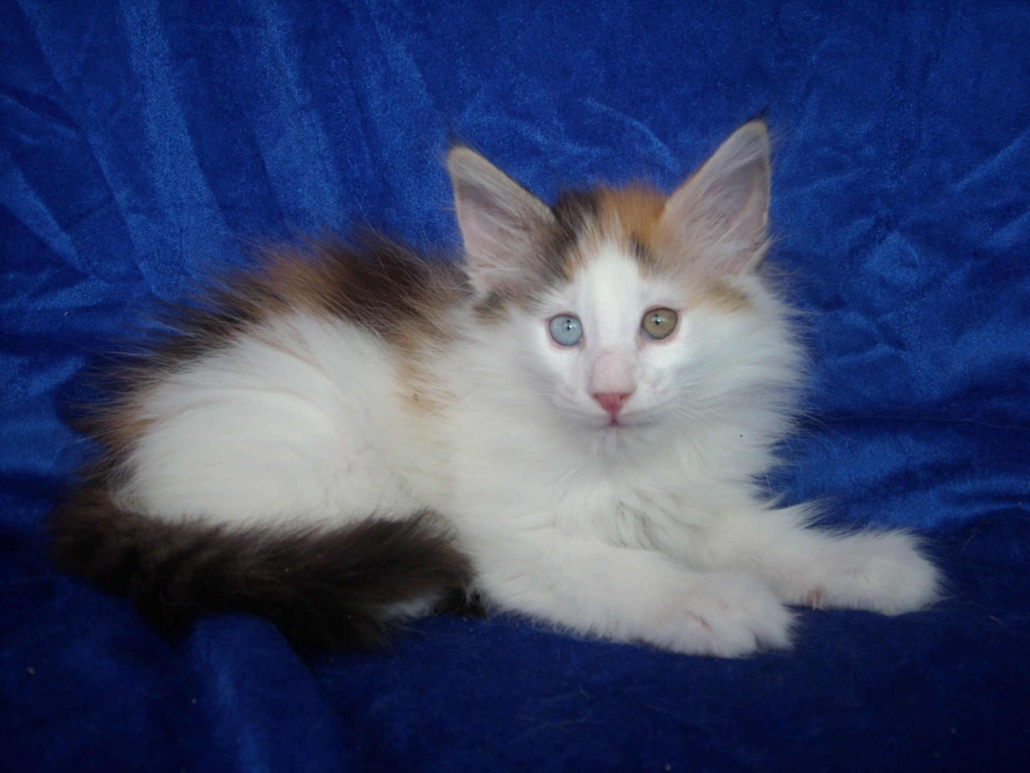 MOONLIGHT-SHADOW MONTEGANCEDO