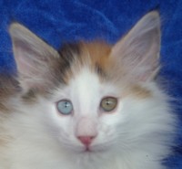 MOONLIGHT-SHADOW MONTEGANCEDO Gatos Bosques de Noruega www.montegancedo.com