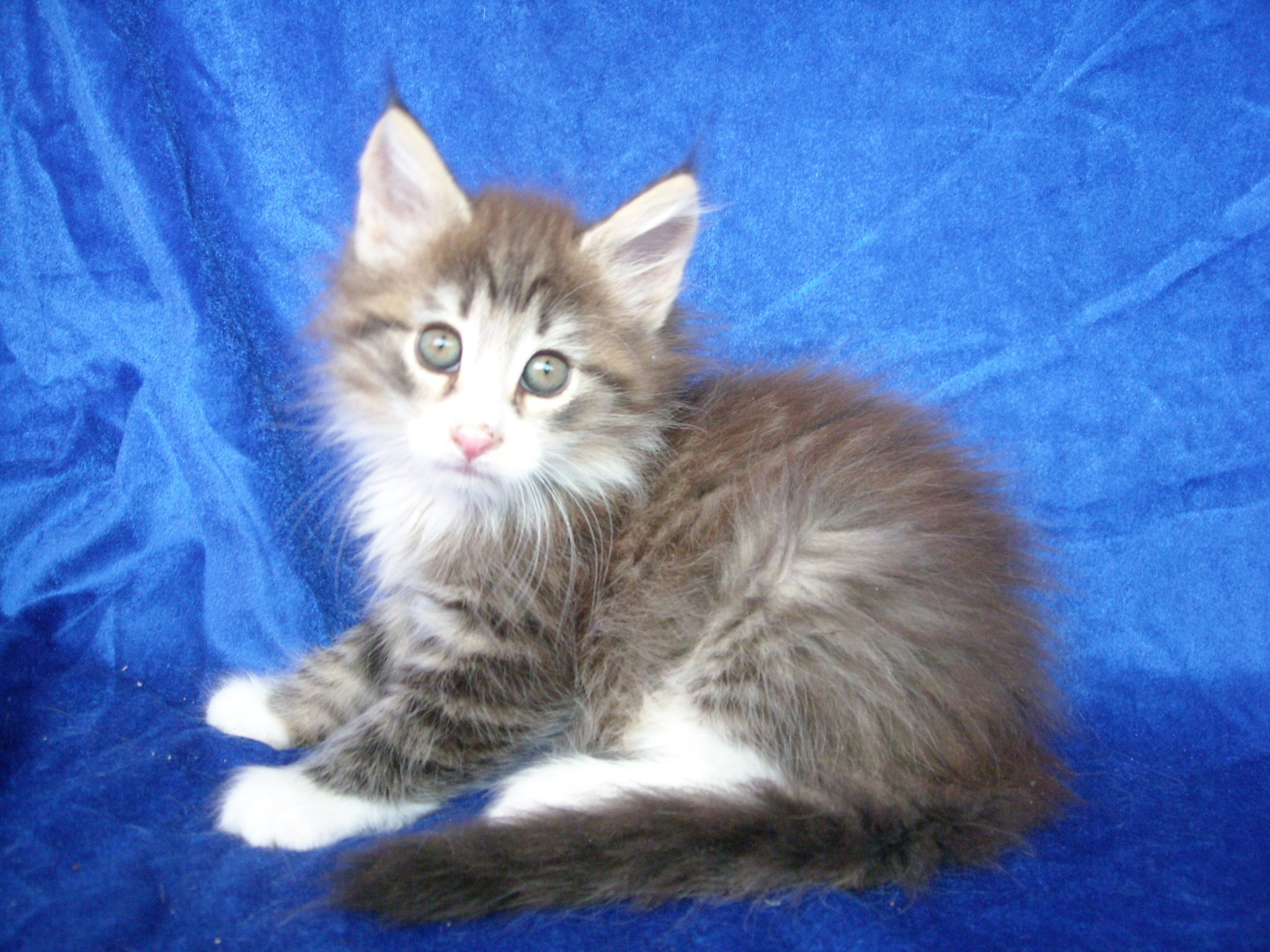 FONT-SIZE MONTEGANCEDO