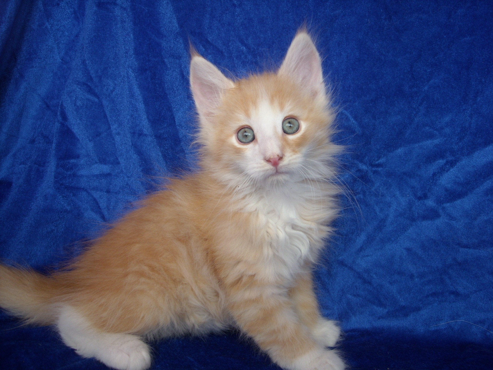 MAX-WIDTH MONTEGANCEDO