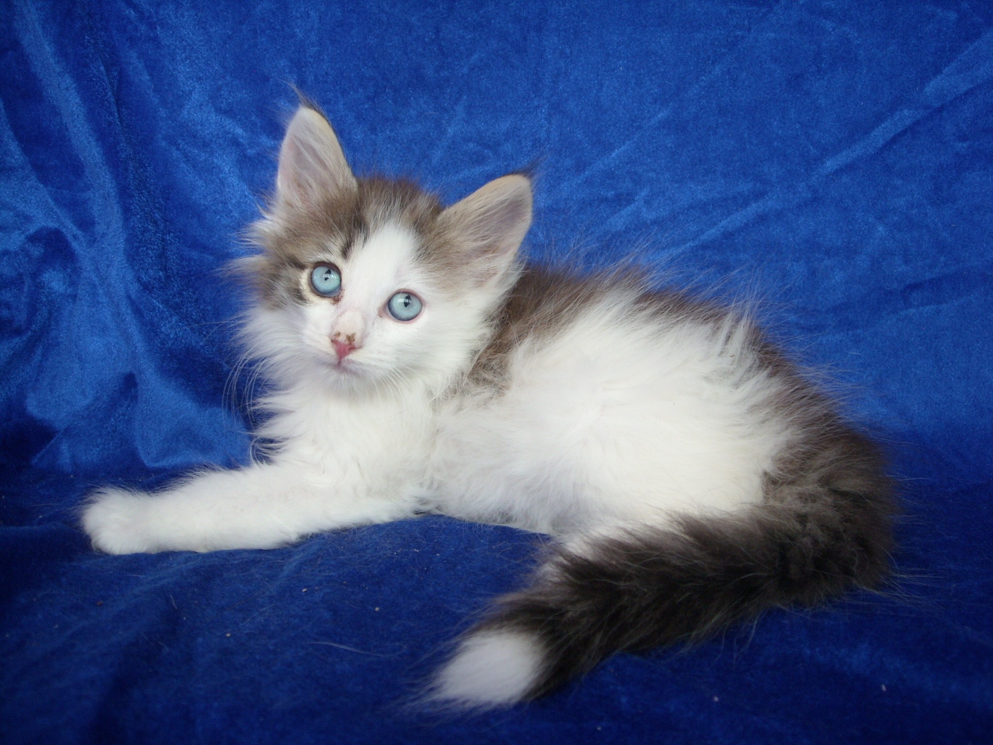 WORD-SPACING MONTEGANCEDO