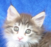 FONT-SIZE MONTEGANCEDO Gatos Bosques de Noruega www.montegancedo.com