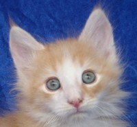 MAX-WIDTH MONTEGANCEDO Gatos Bosques de Noruega www.montegancedo.com