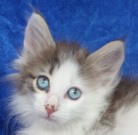 WORD-SPACING MONTEGANCEDO Gatos Bosques de Noruega www.montegancedo.com