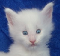 SCROLL MONTEGANCEDO Gatos Bosques de Noruega www.montegancedo.com